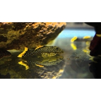 L081 Golden Nugget 4.5cm L081 Golden Nugget 4.5cm